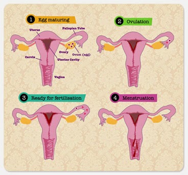    Personal hygiene during Periods, Menses, Menstruation A girl needs to practice a high level of personal hygiene during her periods. The person hygiene starts from the selection of the best sanitary product, its proper usage, disposal, body cleanliness and diet.  Things to keep in mind before choosing a sanitary pad / napkin: • Have a fair knowledge about the different styles, sizes, designs and thickness that are available. • Consider the absorbency, comfort and best support system for preventing blood leakage and pad slippage. • Try to purchase one with a cotton net surface with super absorption middle layer to prevent wet skin surface and skin rashes. • Look for one which is not very thick and bulky to stay more comfortable. • It is always good to use a combination of pads suitable for day, night, heavy flow and light flow. • Changing a pad usually depends on the rate of the menstrual flow. One needs to change the pad more frequently when the flow is heavy. Change the pads every 3-4 hours mainly the first 2 days of the period. • Changing pads frequently also saves you from the embarrassment of menstrual blood odor. When blood stays for a long time in contact of air, it produces an unpleasant odor. Choose odor control napkins with fragrance to prevent period smell. • Carefully peel away the sanitary pad from the panty starting from the top moving all the way down. • Wrap the pad in a newspaper and throw it in the dustbin. Make sure the dustbin in which you dispose your used sanitary pad is not inside your bedroom or kitchen. • Wear a new pad and wash your hands properly.  How long one should wear a disposable sanitary pad? • Changing a pad usually depends on the rate of the menstrual flow. One needs to change the pad more frequently when the flow is heavy. Change the pads every 3-4 hours mainly the first 2 days of the period. • Changing pads frequently also saves you from the embarrassment of menstrual blood odor. When blood stays for a long time in contact of air, it produces an unpleasant odor. Choose odor control napkins with fragrance to prevent period smell.  How to dispose a disposable sanitary pad? • Carefully peel away the sanitary pad from the panty starting from the top moving all the way down. • Wrap the pad in a newspaper and throw it in the dustbin. Make sure the dustbin in which you dispose your used sanitary pad is not inside your bedroom or kitchen. • Wear a new pad and wash your hands properly.  Precautions while using a sanitary pad: Sanitary pads cannot be used during swimming. Never enter a pool while you are using a pad. • In case you feel some itching around the thighs or vagina, never scratch the area while wearing a pad. It can rub against your skin and cause rashes. • Don’t wear a panty with loose elastic. Good elastic secures the pad and the panty in place. • When planning to wear a tight trouser or boy shorts, tampons are a better choice as they are not at all visible through the garment. However, if you are not comfortable using tampon, you can go for an ultra-thin sanitary pad as it is less visible. You can also team up your tight fitting trousers or short with long t-shirts.  Precautions during periods: • Avoid sex with your partner during your menses as it can be unhygienic and messy.  Body cleanliness and diet during periods: • It is very important to maintain a high level of hygiene during your periods to avoid vaginal and urinary tract infections. • Sanitary pads can cause some irritation on the inner thighs. Keep your genitals clean to overcome the problem. • Take a warm water bath twice a day during your menses to stay fresh and healthy. • Wear clean and bright clothes. • Wash your hands before and after changing a sanitary pad. • In case you get some stain on your panty change it immediately. • Eat lots of fruits and vegetables. • Drink at least 8-10 glasses of water.        For more details & Consultation Feel free to contact us. Vivekanantha Clinic Consultation Champers at Chennai:- 9786901830  Panruti:- 9443054168  Pondicherry:- 9865212055 (Camp) Mail : consult.ur.dr@gmail.com, homoeokumar@gmail.com   For appointment please Call us or Mail Us  For appointment: SMS your Name -Age – Mobile Number - Problem in Single word - date and day - Place of appointment (Eg: Rajini – 30 - 99xxxxxxx0 – Menses Problems, – 21st Oct, Sunday - Chennai ), You will receive Appointment details through SMS