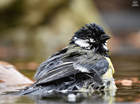 carbonero común (Parus major) 