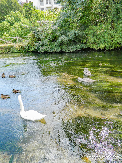 Patos nadando no Rio Itchen em Winchester, Inglaterra