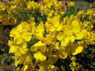 유채꽃위의 벌(rapeflower and bee)