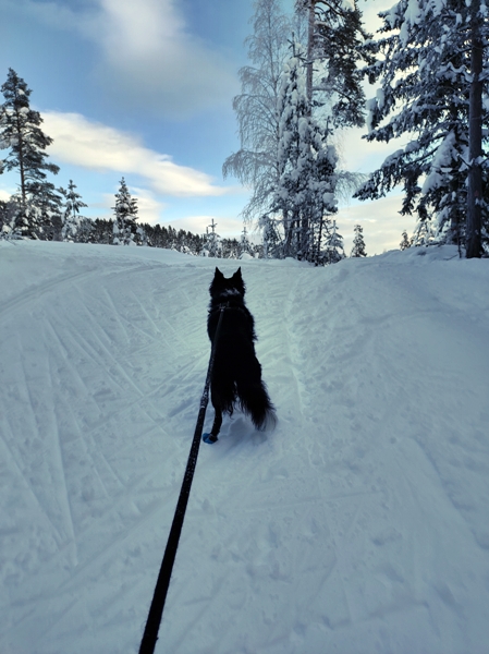 border collie igletjern skitur