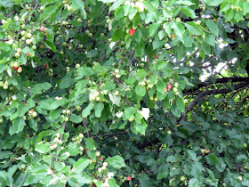 unripe crabapples