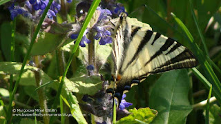 Iphiclides podalirius DSC155867