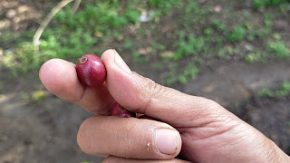 Cara Memilih Bibit Kopi Unggulan
