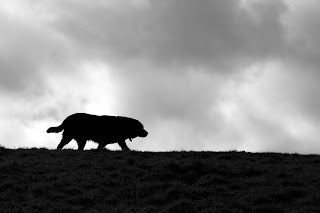 Cão negro solitário no campo sob céu nublado e escuro.