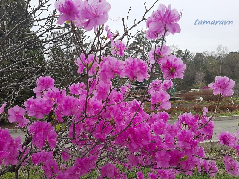 Рододендрон остроконечный (Rhododendron mucronulatum)