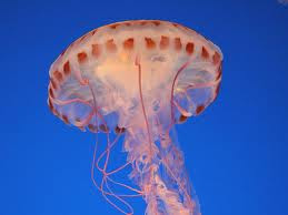Locomotion-in-jellyfish(learn-4-future.blogspot.com)