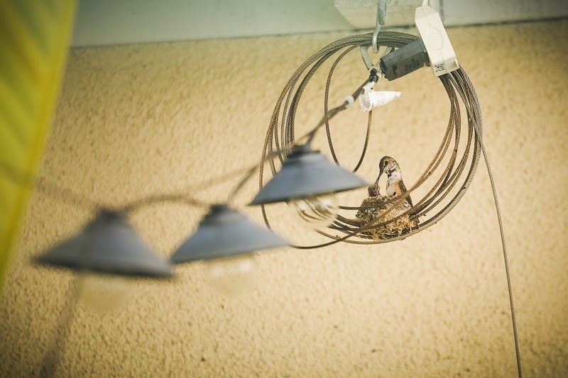 courtyard hummers-3