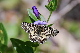 mariposa-arlequin-zerynthia-rumina-