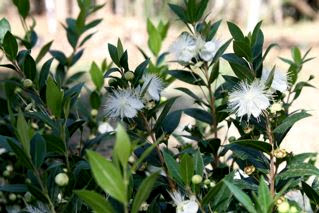 Myrtus communis