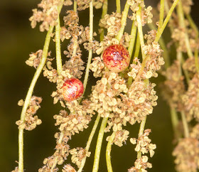 Currant Galls, sexual generation of the gall wasp Neuroterus quercusbaccarum.  Heathfield Road, Keston.  4 May 2015.