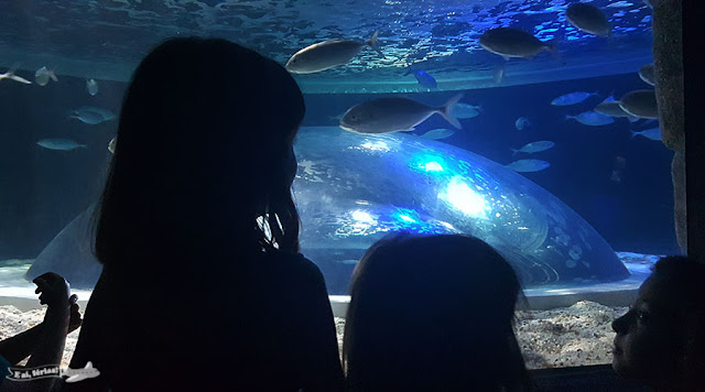 AquaRio, Aquario marinho do Rio, Rio de Janeiro