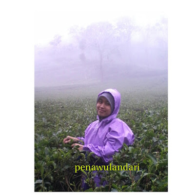 Kebun Teh Nglinggo Kulon Progo Yogyakarta