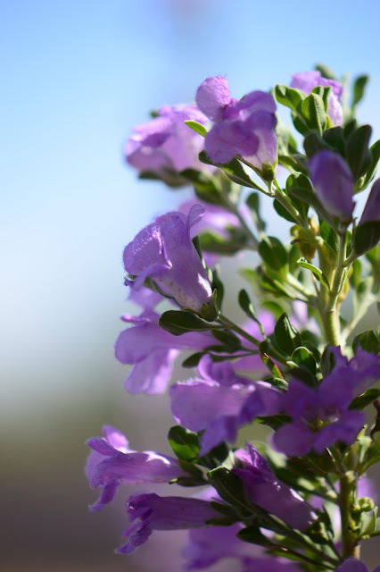 tuesday view, small sunny garden, amy myers, desert garden, photography, leucophyllum frutescens, texas ranger, shrub