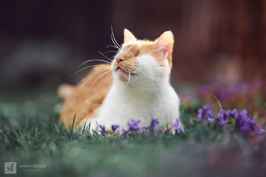 25 Heart-Melting Pictures Of An Eyeless Cat That 'Sees With His Heart'