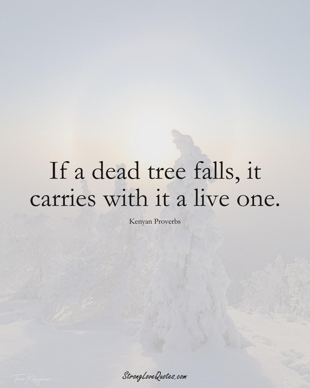 If a dead tree falls, it carries with it a live one. (Kenyan Sayings);  #AfricanSayings