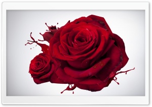 love rose hd wallpaper