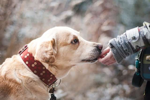 3 ways to let your dog know that they are doing well