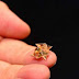 Δείτε το μικροσκοπικό ρομπότ «οριγκάμι» που δημιούργησαν επιστήμονες του MIT !!!
