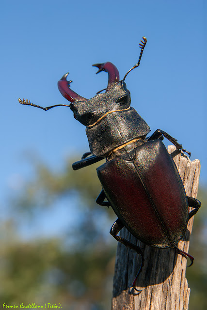 Ciervo volante macho (Lucanus cervus)