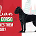 Italian Cane Corso – What Makes Them Special?