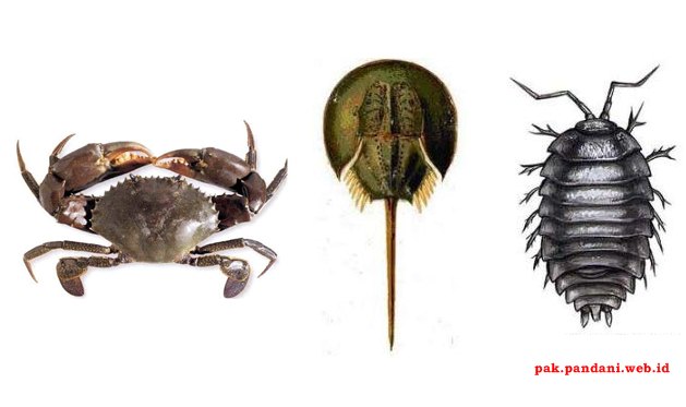 Perhatikan gambar kelompok hewan  invertebrata  berikut 