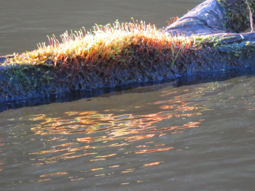 moss on a log