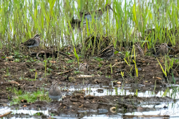 Jack snipe