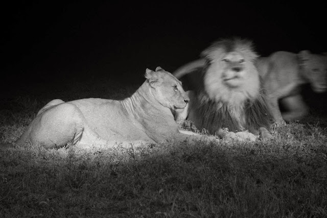 African Lion at Night