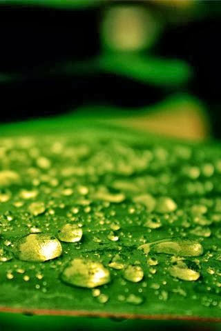 Dew Drops Android Wallpaper