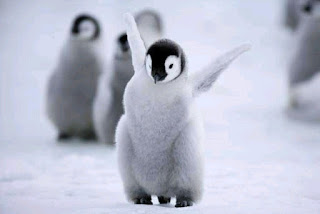 gambar anak pinguin imut