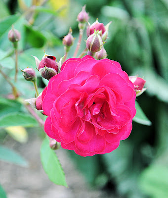 Imágenes gratis de flores, anturios, rosas, azalias, jaboneras, casas viejas y haciendas