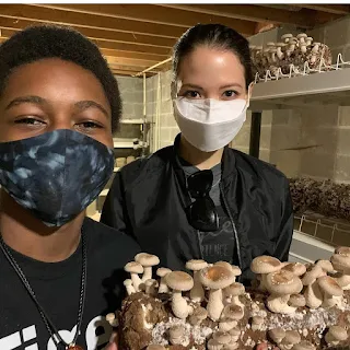 Growing Shittake Mushrooms on Sawdust bags