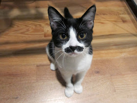 Funny cats - part 97 (40 pics + 10 gifs), cat pictures, kitten with mustache