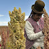 Advierten rezago del país en producción de quinua