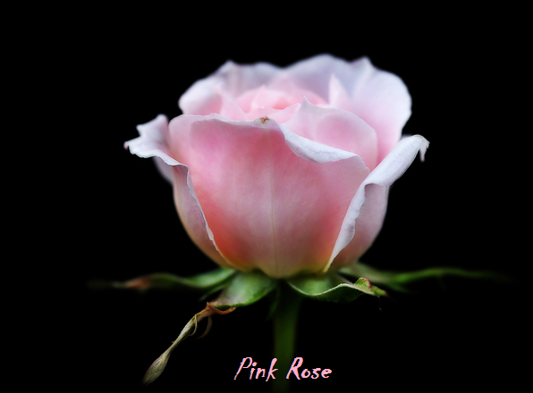 Bunga Mawar Merah Muda - Pink Rose Photos - Alam Mentari