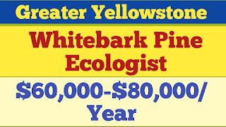 Greater Yellowstone Whitebark Pine Ecologist 2025