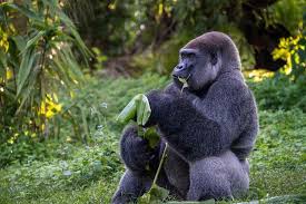 Gorillas Are One Of The Most Fascinating Animals