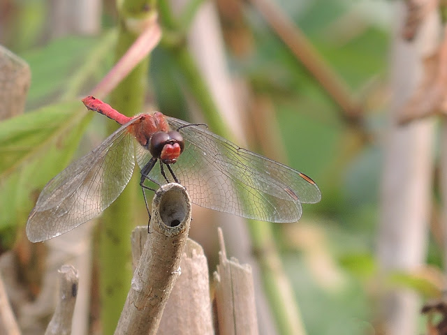 Ik kreeg bezoek van een mooi mijnheertje in mijn tuin, een libel 'Sympetrum sanguineum' genaamd