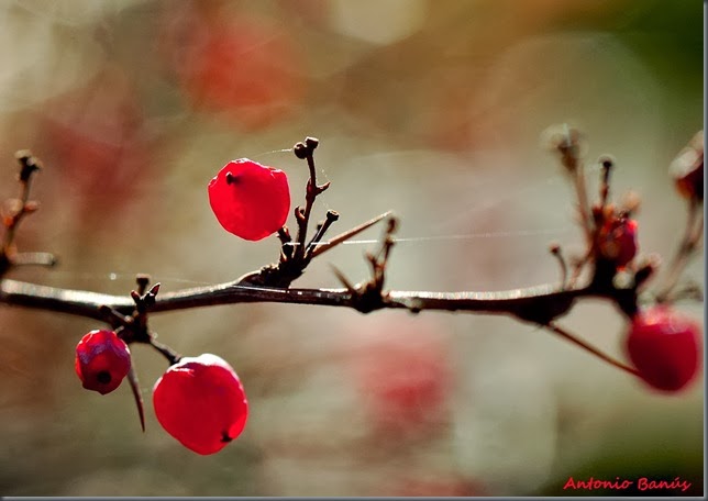 6 DSC_7702x1