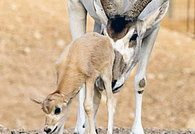 addax Antelope (Sahara)