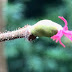 The Female Flowers of Hazel