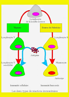  immunité humorale et cellulaire