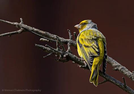 ISO Decisions and Preferences with Canon EOS R6 Image Copyright Vernon Chalmers Perched Bird