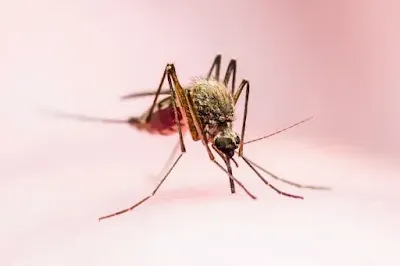 mosquito