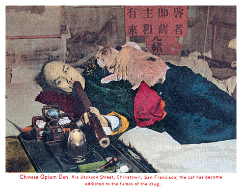 San Francisco Chinatown Opium Den Addicted Cat.jpg