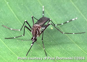 dengue mosquito