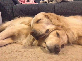 Cute dogs - part 3 (50 pics), golden retriever dogs sleeping
