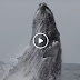 VIDEO| Captan impresionante ballena saltarina 