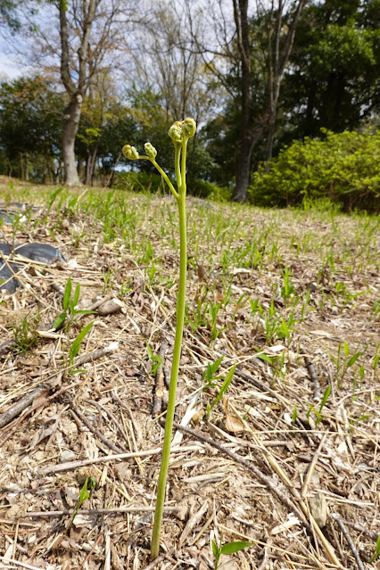 鳥取県米子市永江　青木遺跡１号地